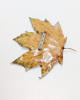 Брошь "Кленовый лист"